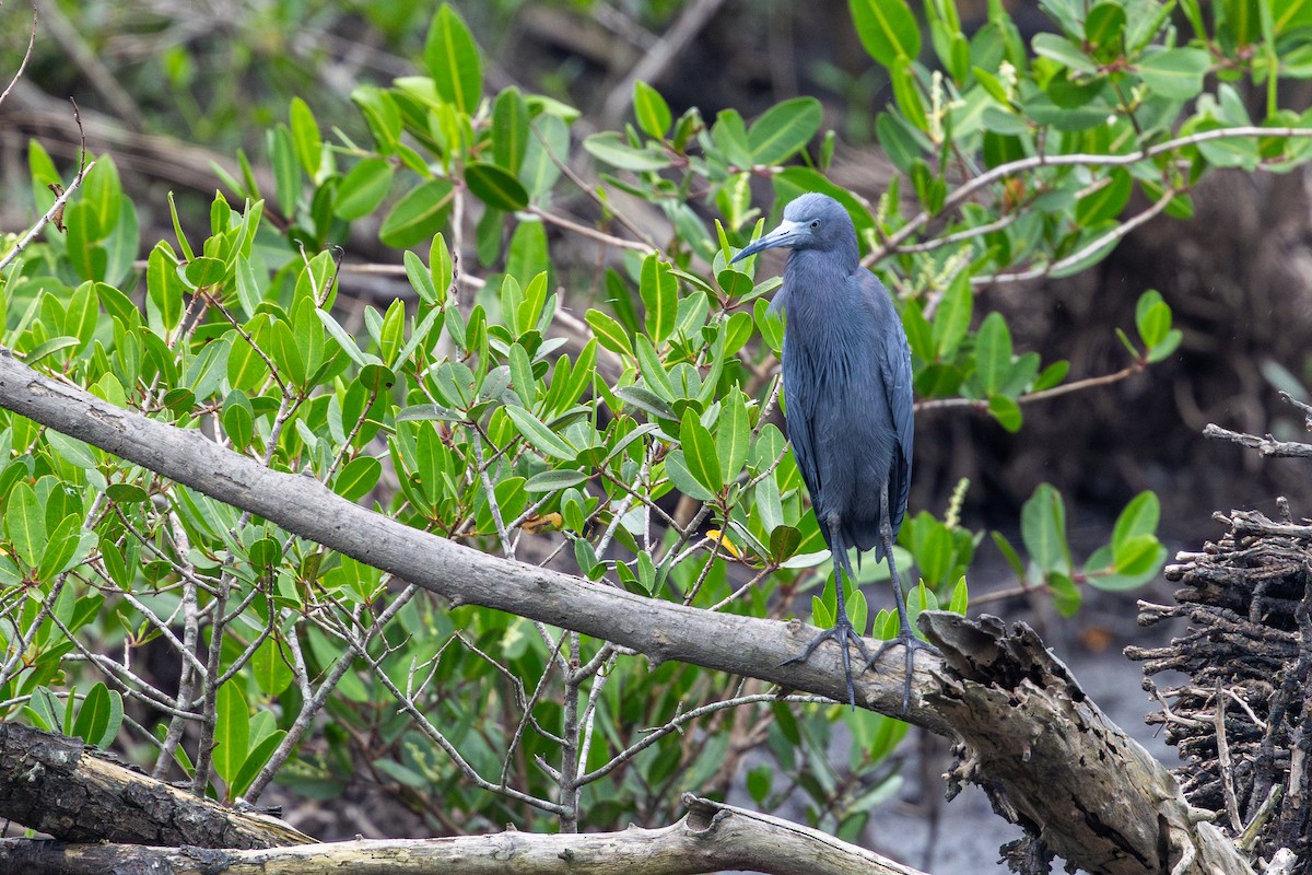 Малая голубая цапля - ML646632780