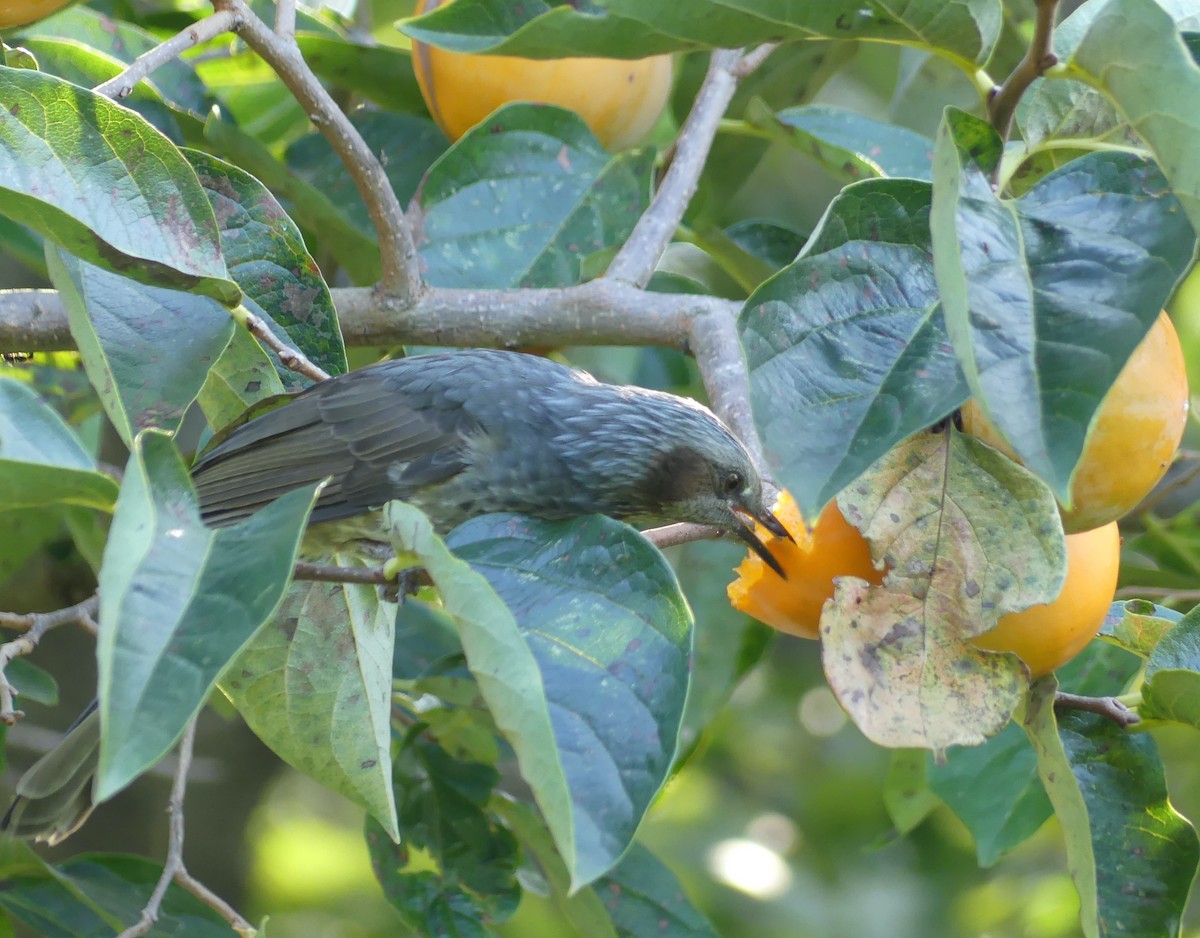 ヒヨドリ - ML646632783