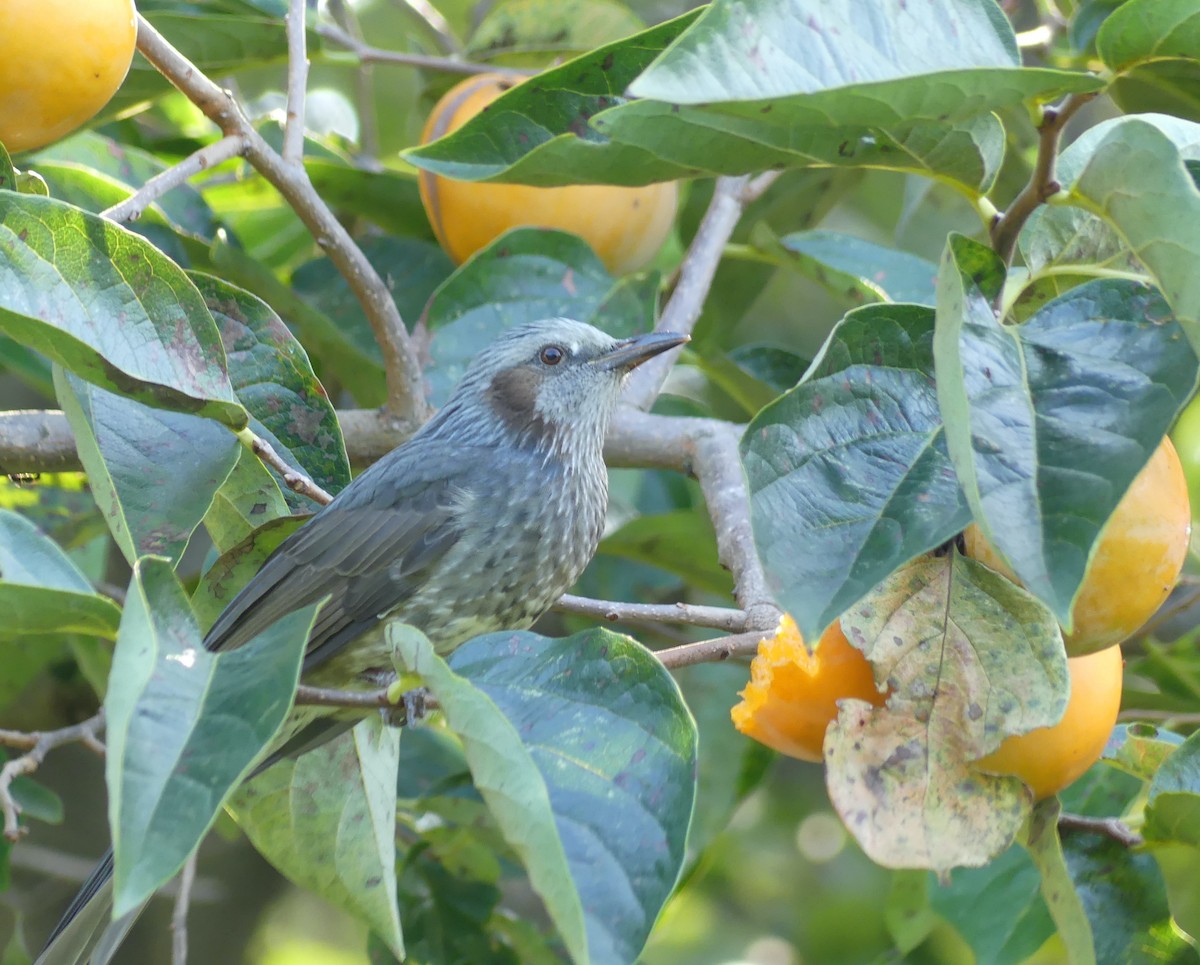 ヒヨドリ - ML646632785