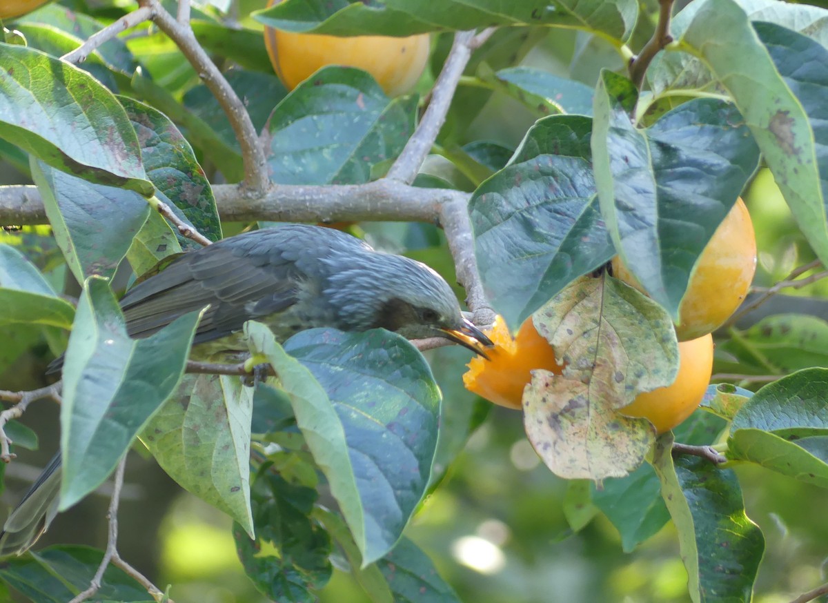 ヒヨドリ - ML646632786