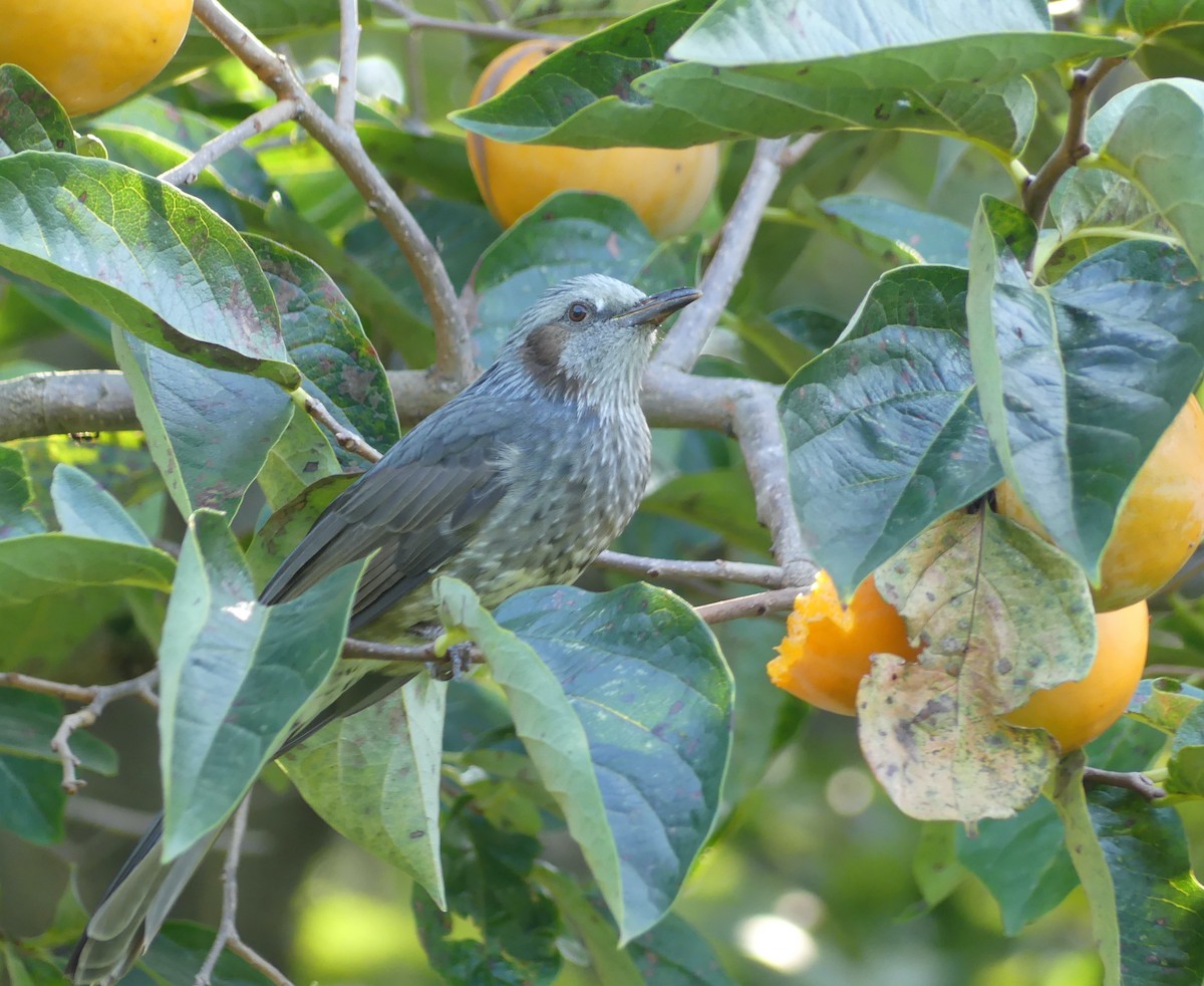 ヒヨドリ - ML646632787