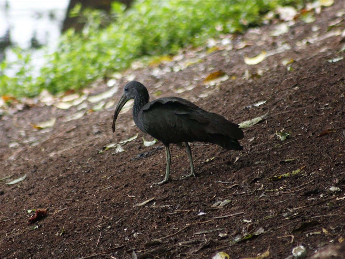 Ibis vert - ML646632788