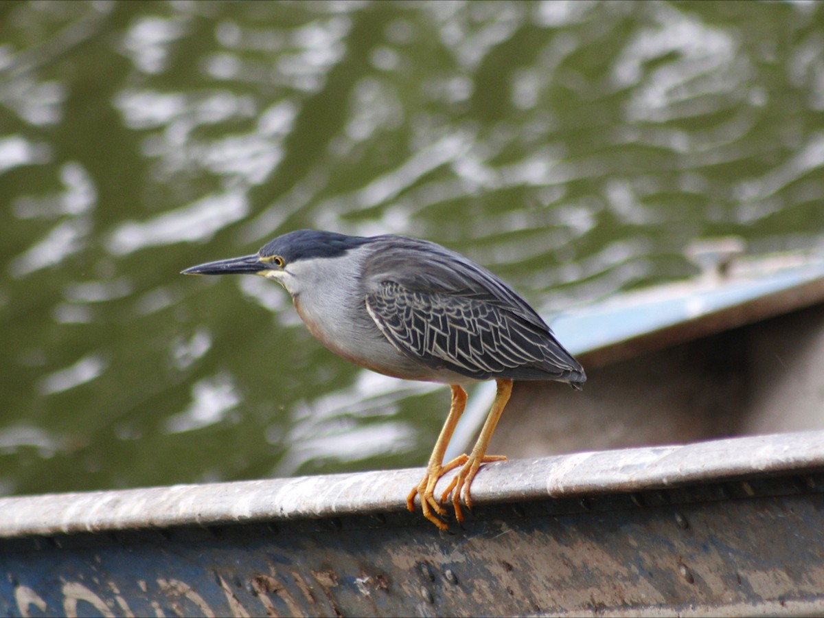 Héron strié - ML646632794