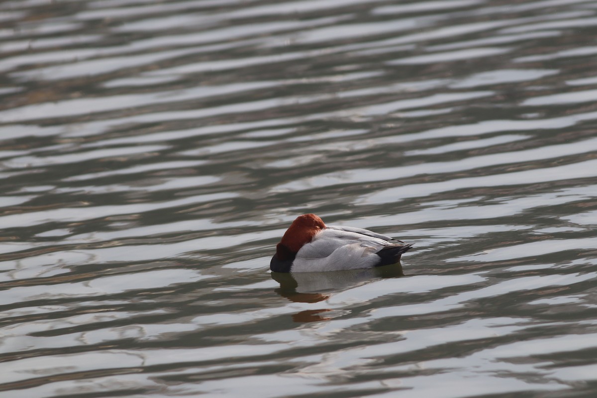 Красноголовый нырок - ML646632795