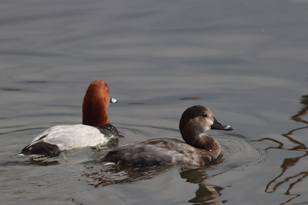 Красноголовый нырок - ML646632796