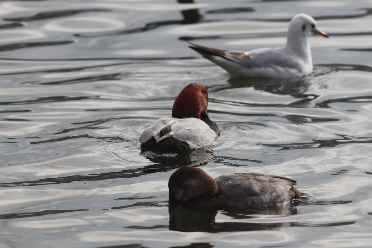 Красноголовый нырок - ML646632797