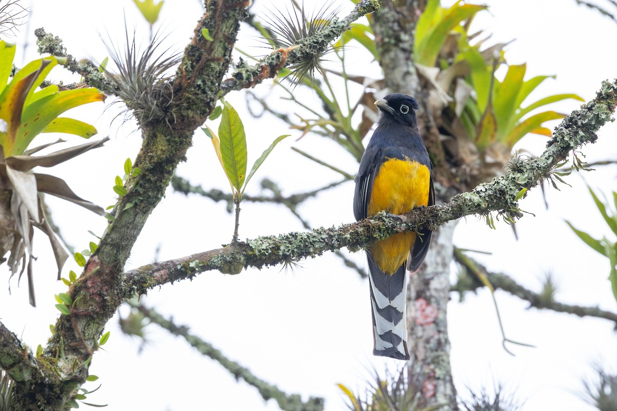 Зеленохвостый трогон - ML646632801