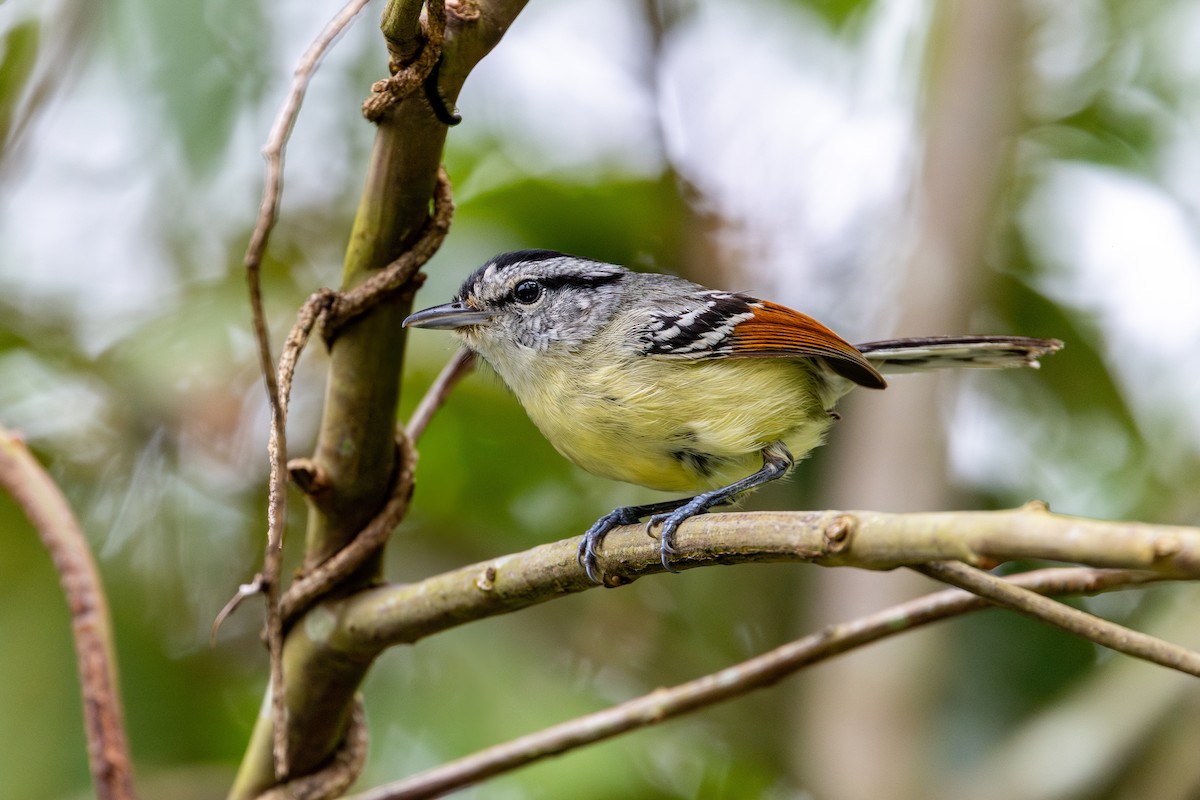 Темноспинный эсперито - ML646632807