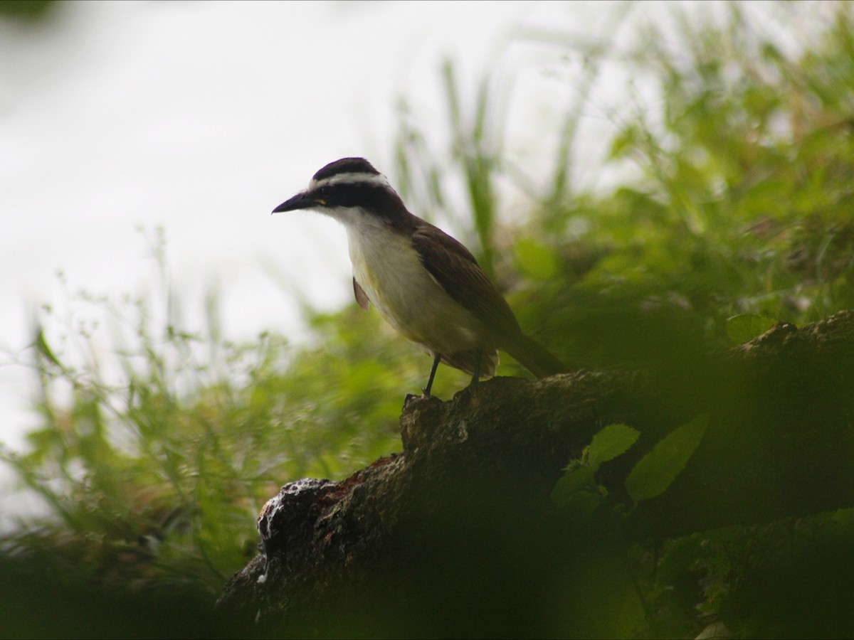 Tyran quiquivi - ML646632809