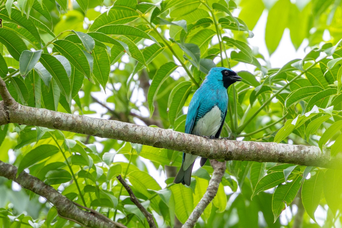 Ласточковая танагра - ML646632811