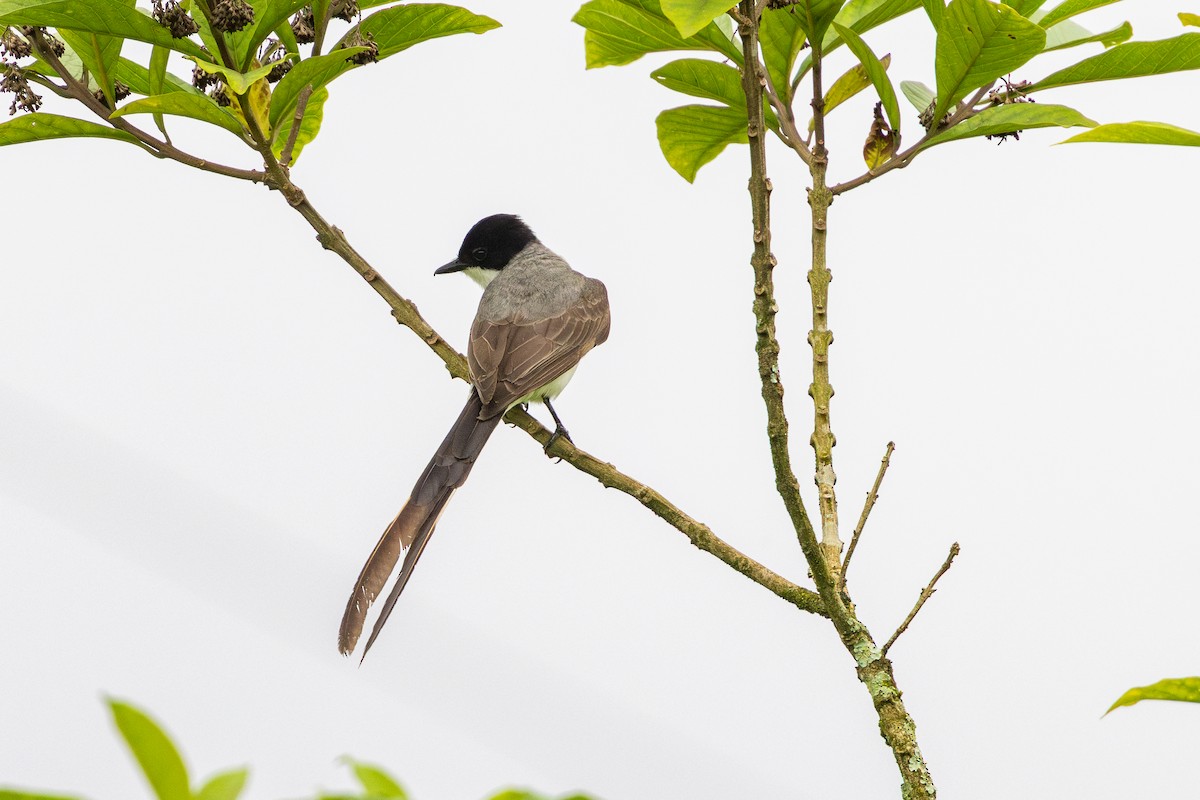 Вилохвостый тиранн (savana) - ML646632813