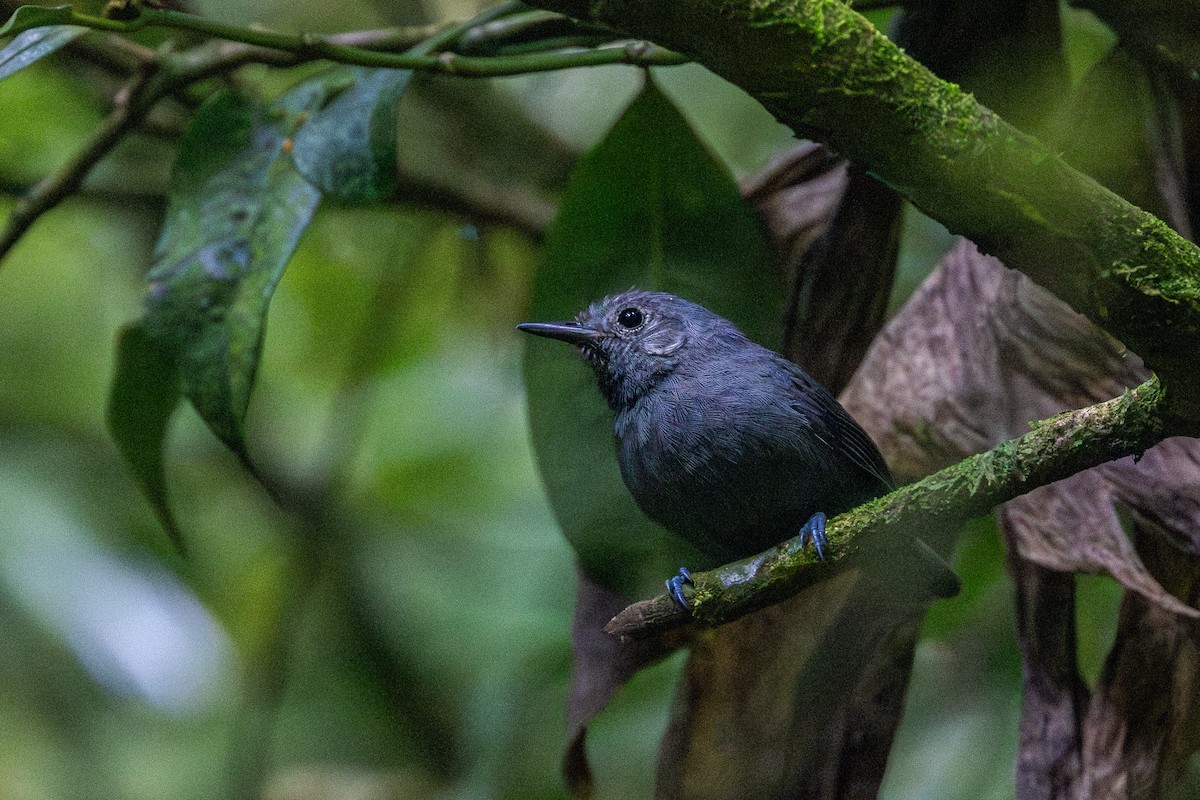 Одноцветный муравьелов - ML646632821