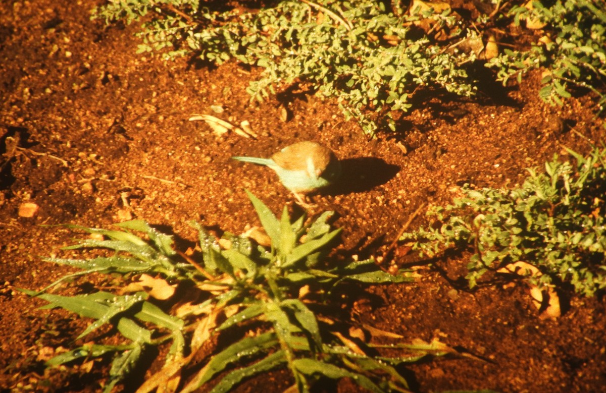 Southern Cordonbleu - ML646632828