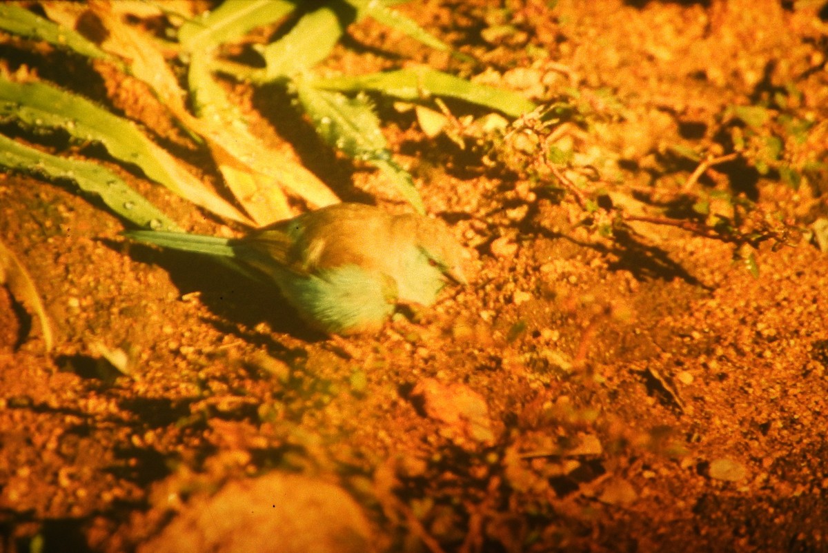 Southern Cordonbleu - ML646632832