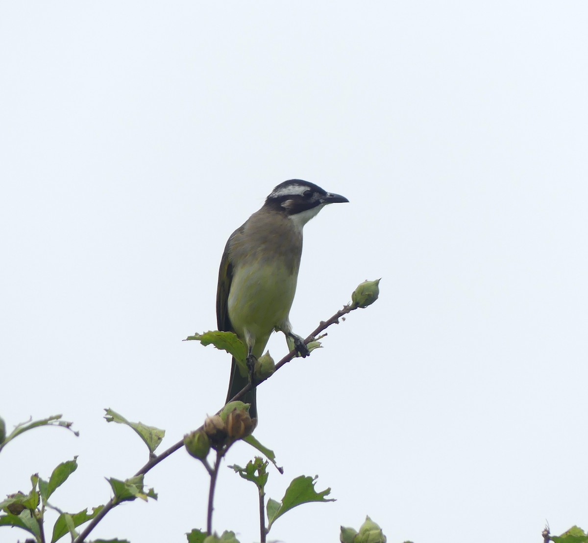 シロガシラ - ML646632833