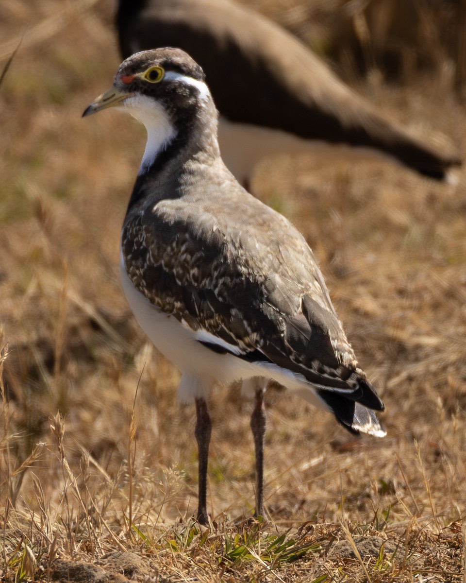 Banded Lapwing - ML646632837
