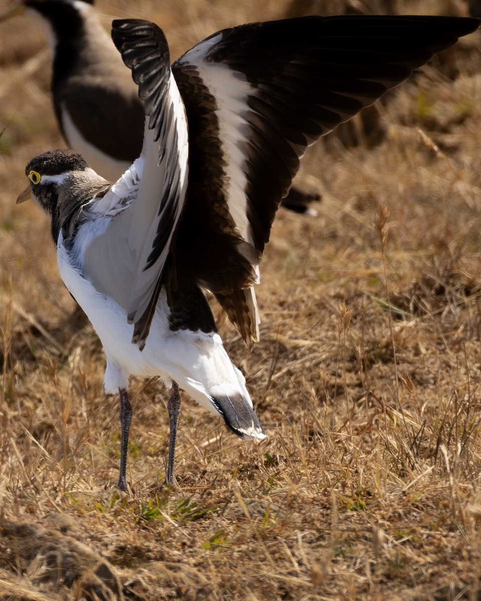 Banded Lapwing - ML646632838