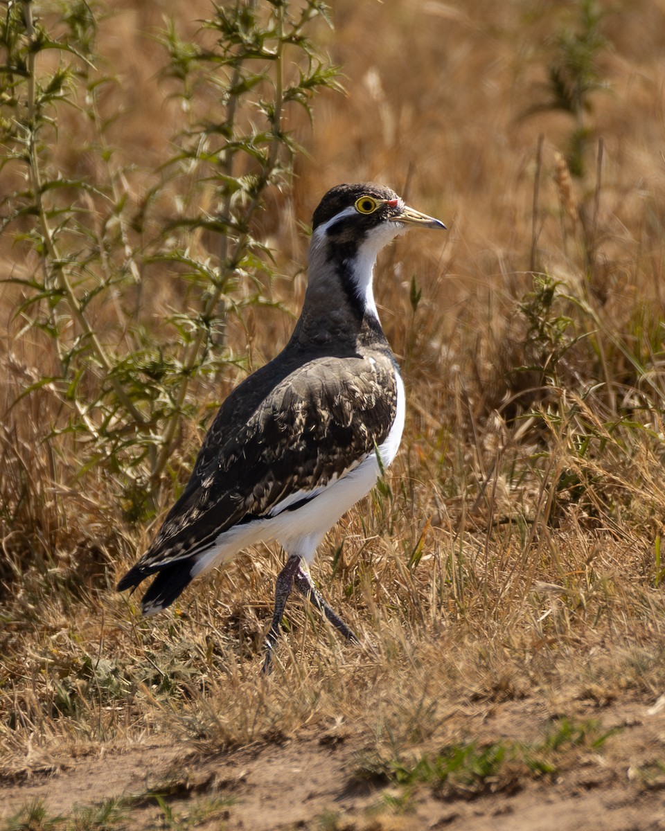 Banded Lapwing - ML646632839