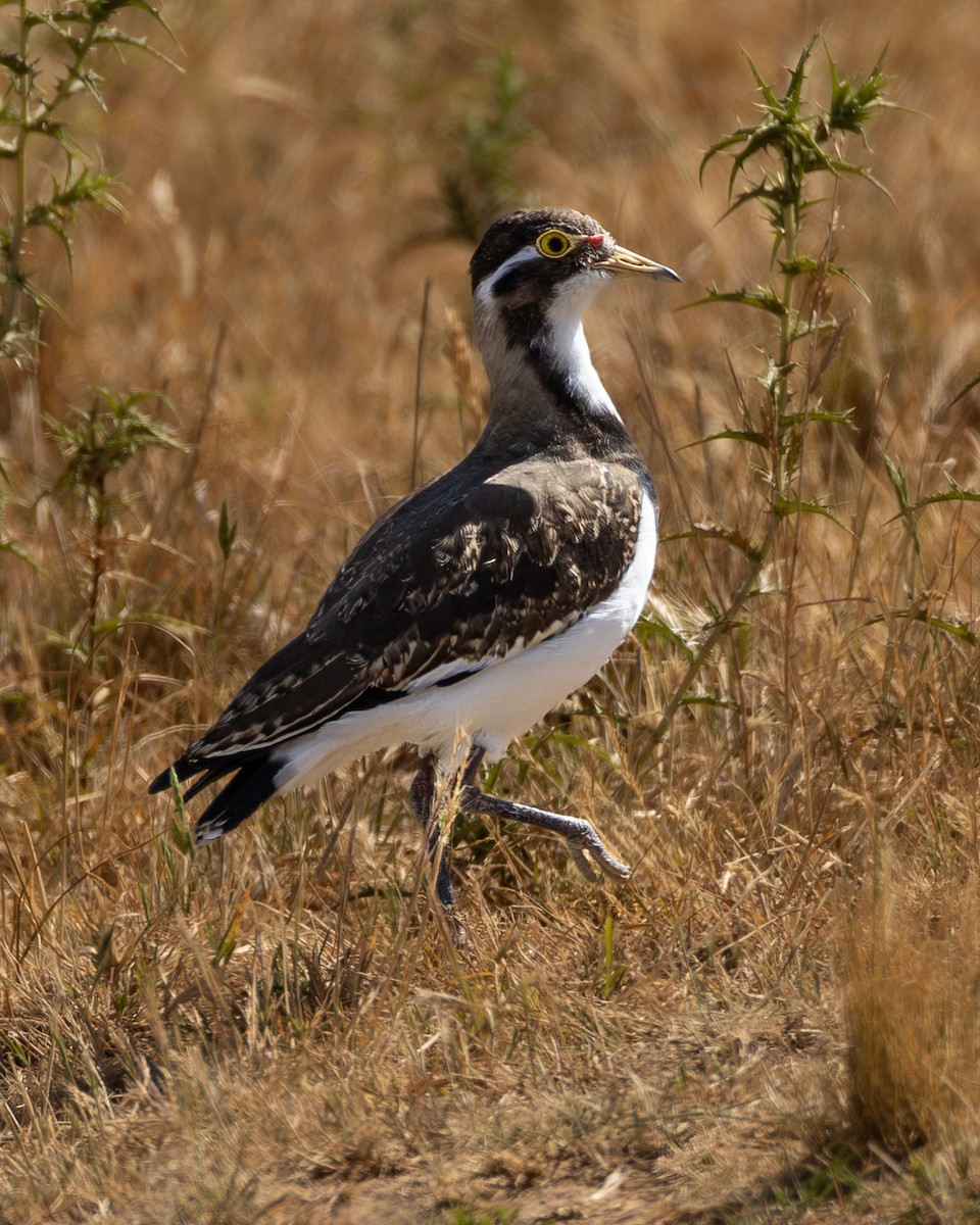 Banded Lapwing - ML646632840