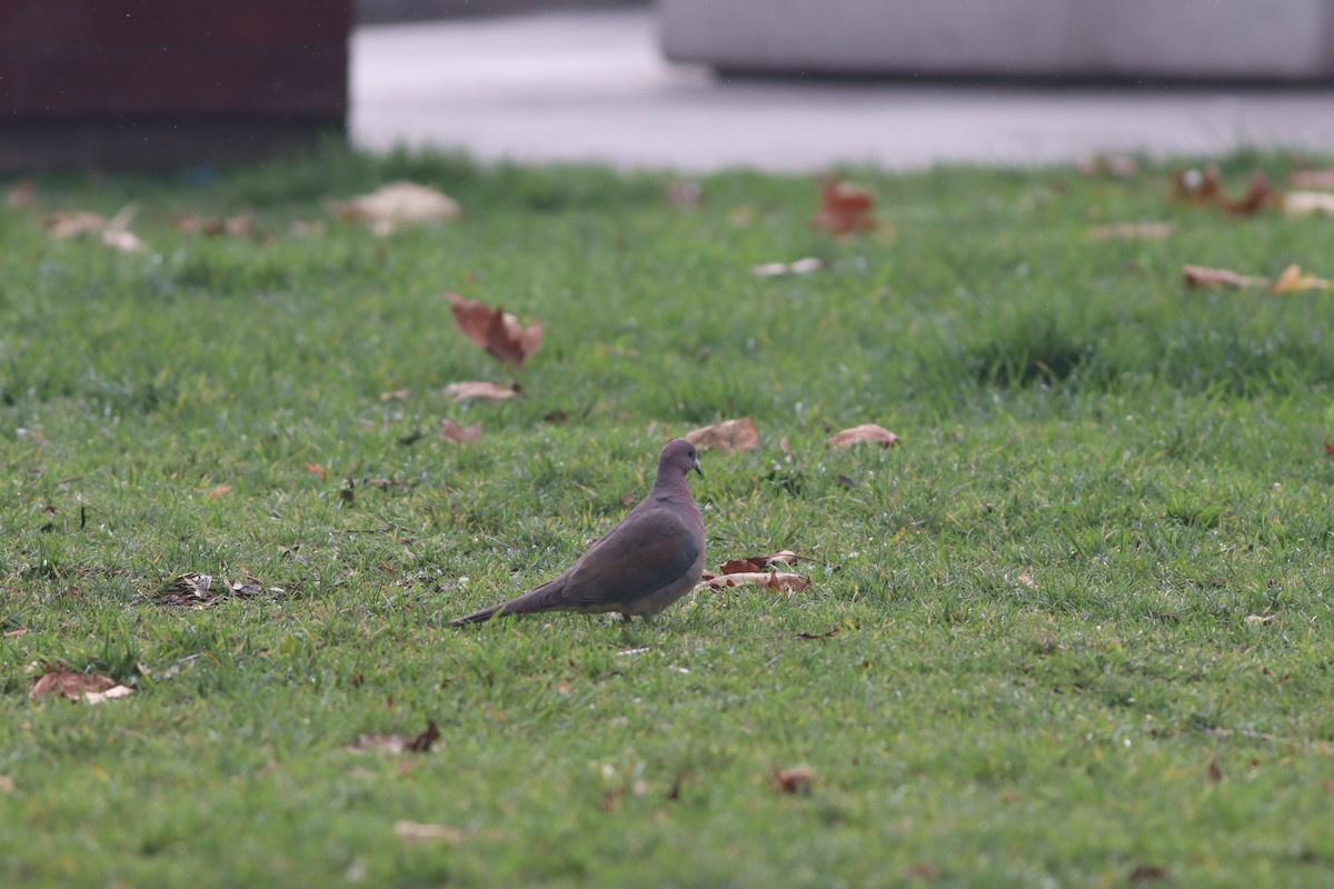 Малая горлица - ML646632850