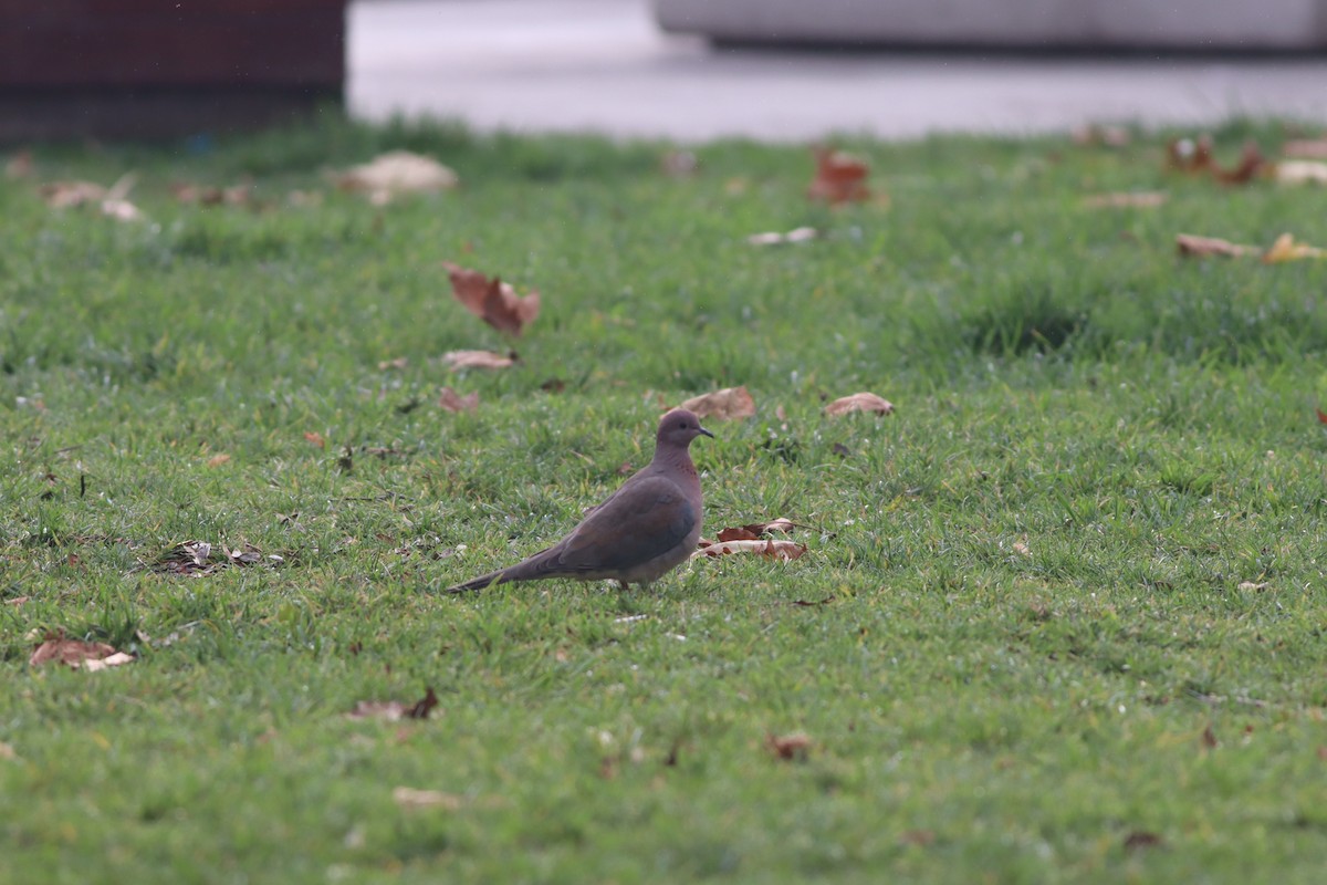 Малая горлица - ML646632851