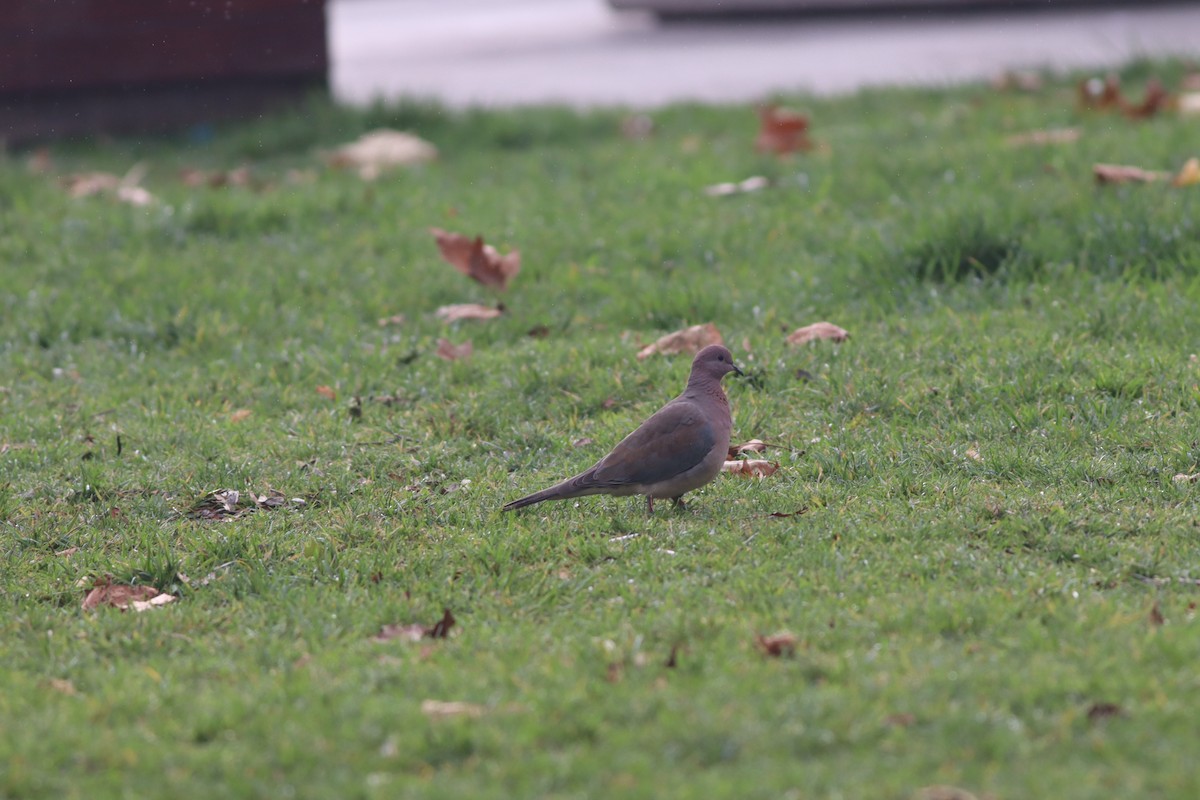 Малая горлица - ML646632852