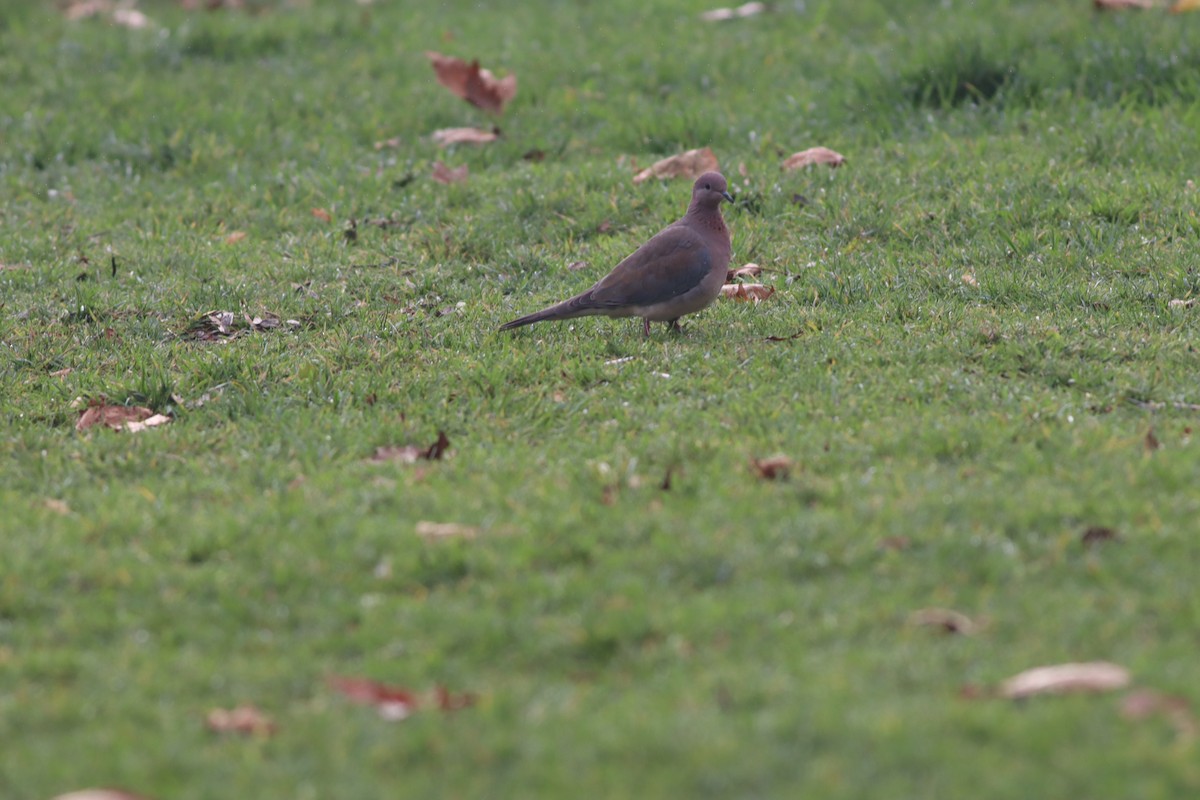 Малая горлица - ML646632853