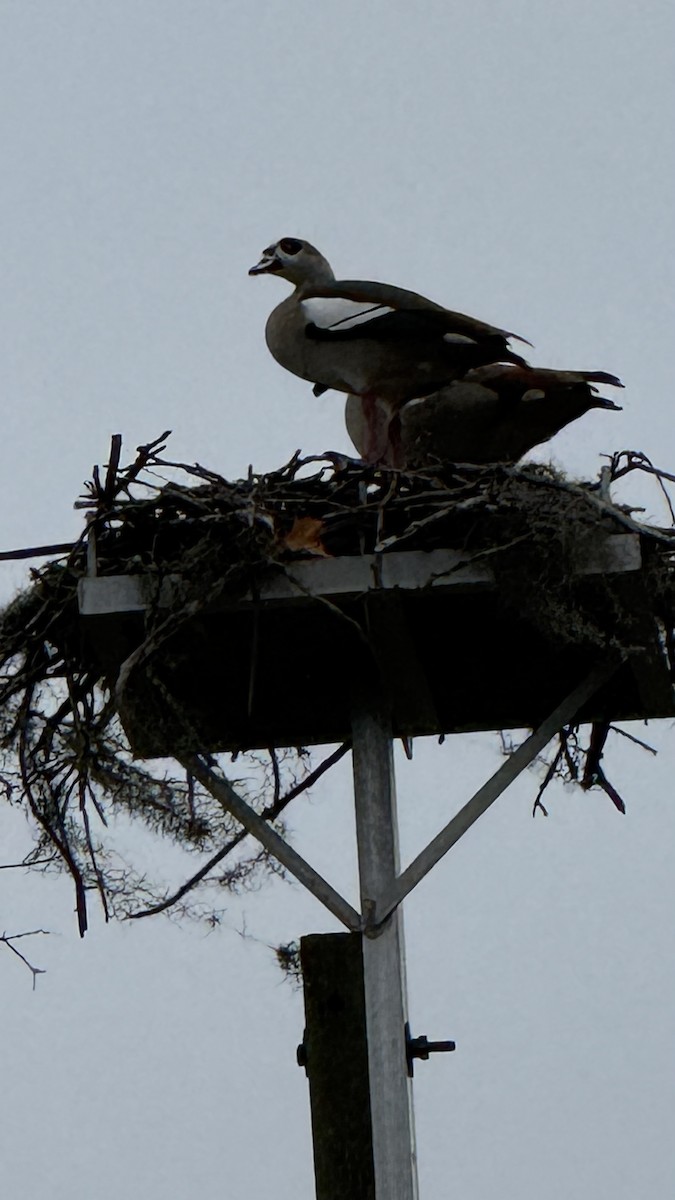 Egyptian Goose - ML646632854