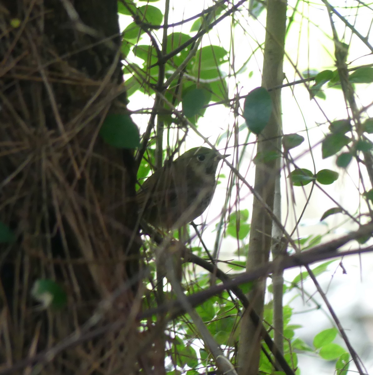 シマゴマ - ML646632870