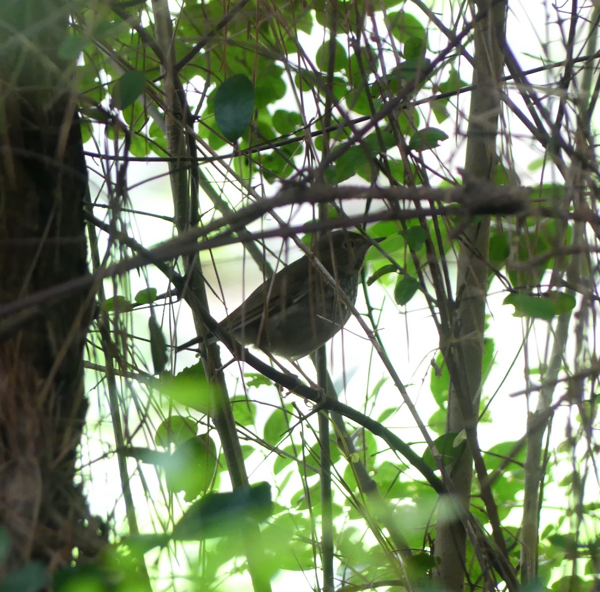 シマゴマ - ML646632871