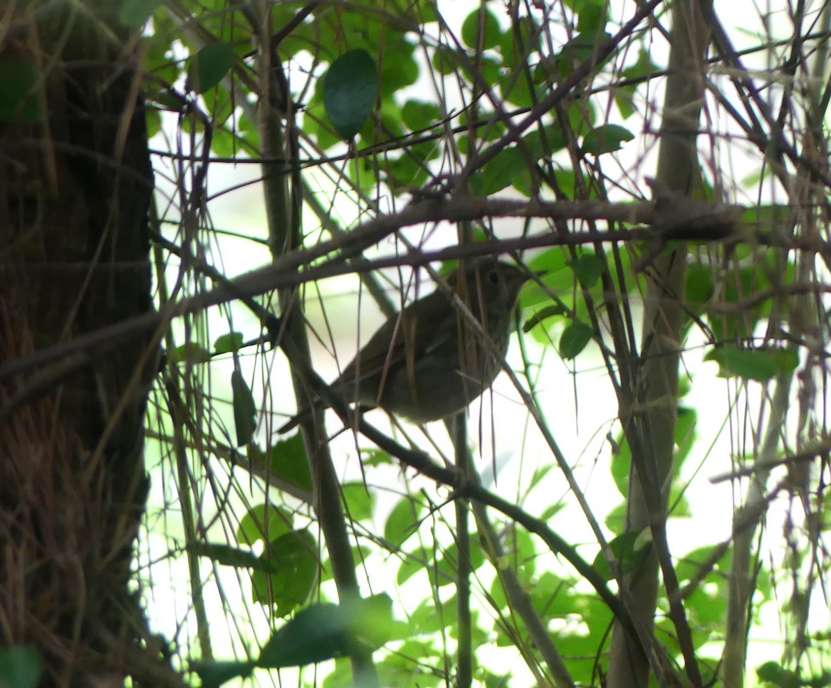 シマゴマ - ML646632872