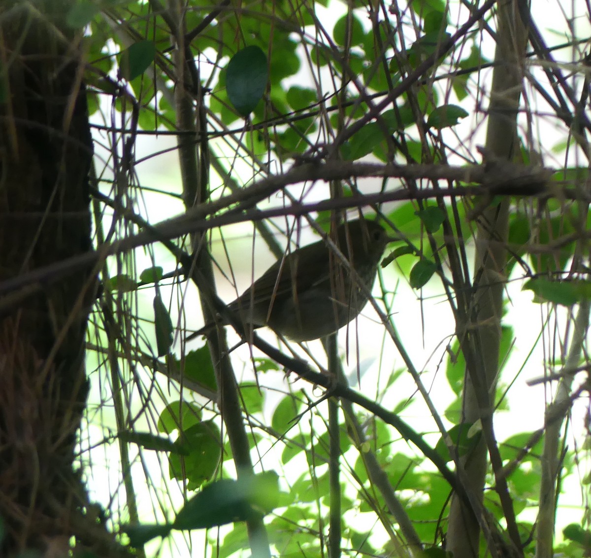 シマゴマ - ML646632873