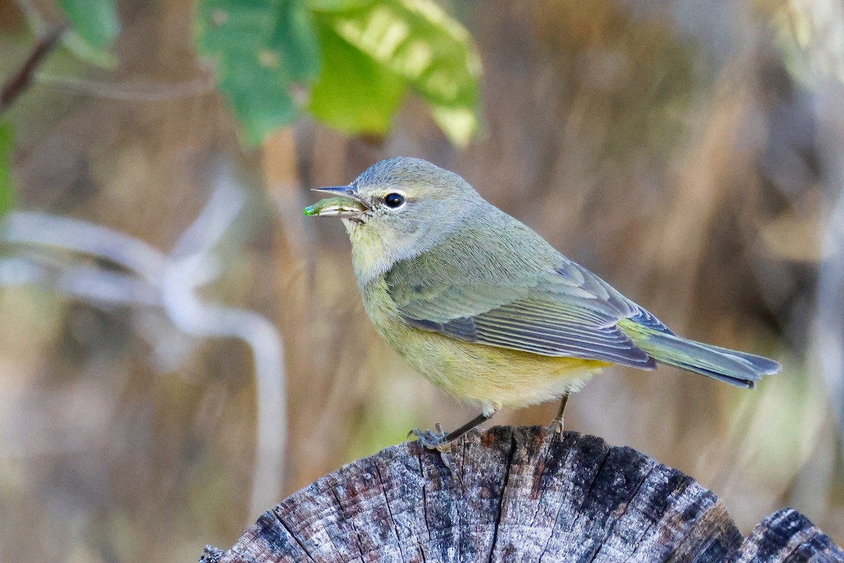 Orange-crowned Warbler - ML646632875