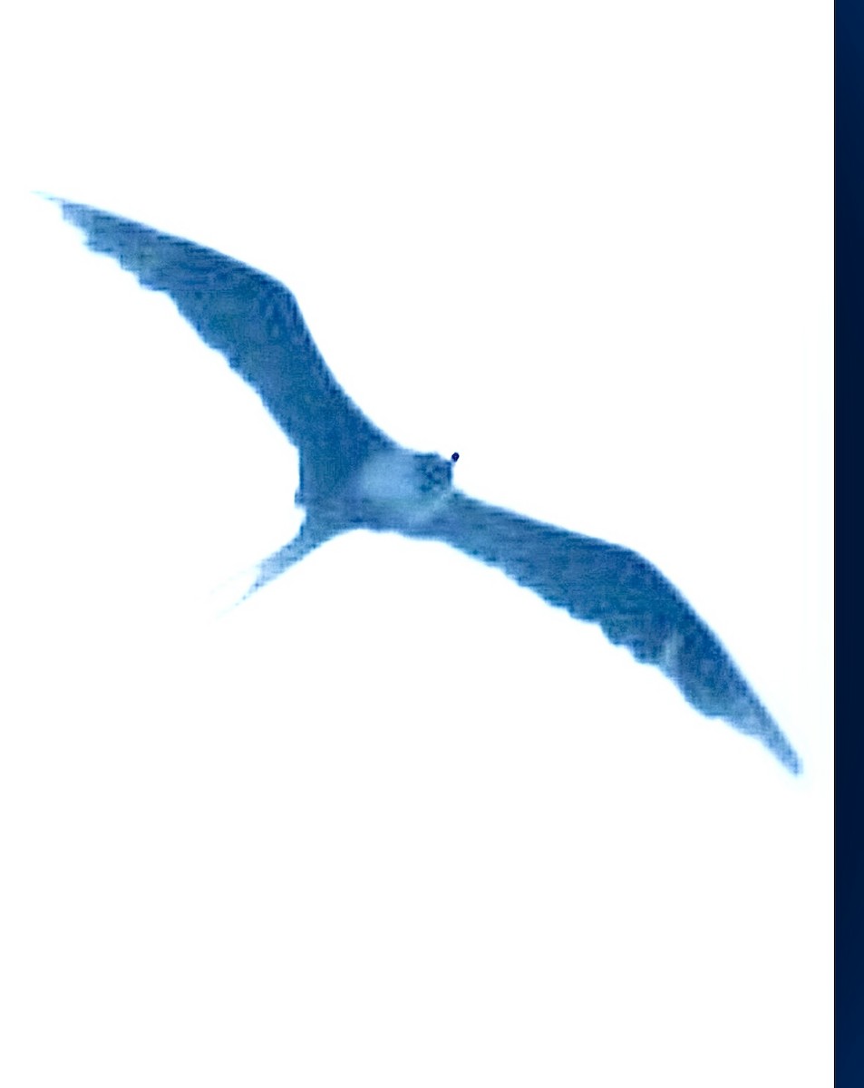 Magnificent Frigatebird - ML646632878