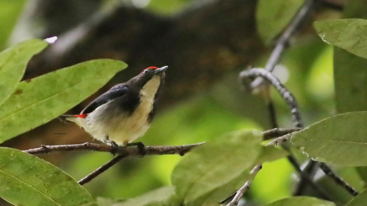 Scarlet-backed Flowerpecker - ML646632880
