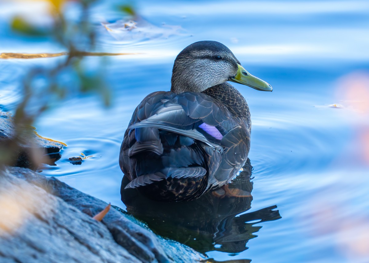American Black Duck - ML646632886