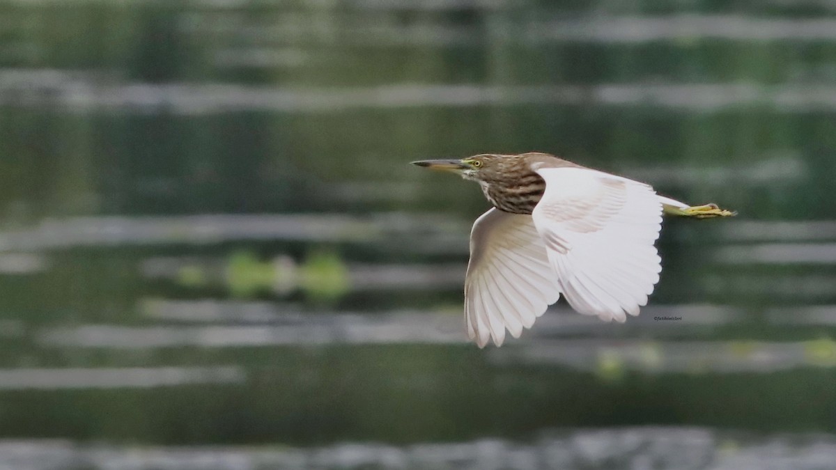 Chinese Pond-Heron - ML646632887