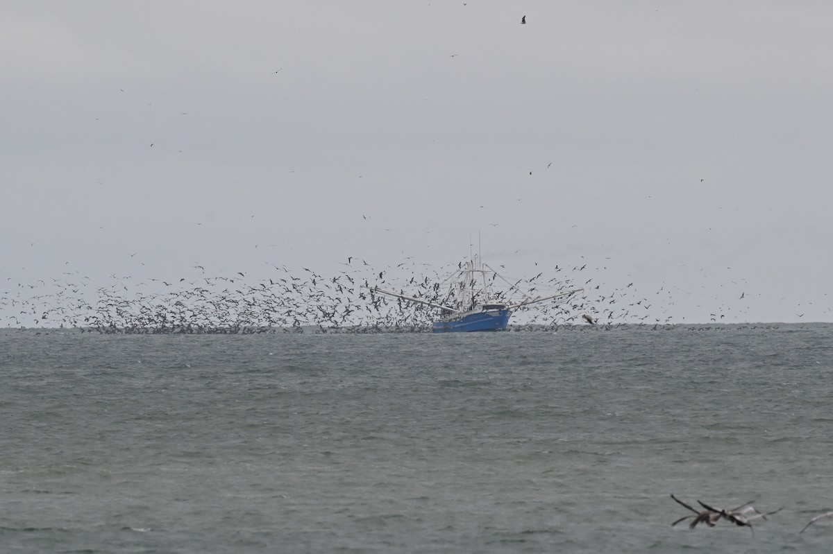 Brown Pelican - ML646632891