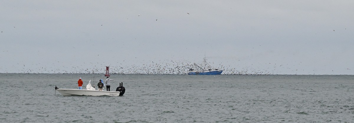 Brown Pelican - ML646632892