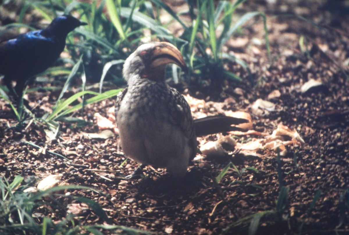 Southern Yellow-billed Hornbill - ML646632897