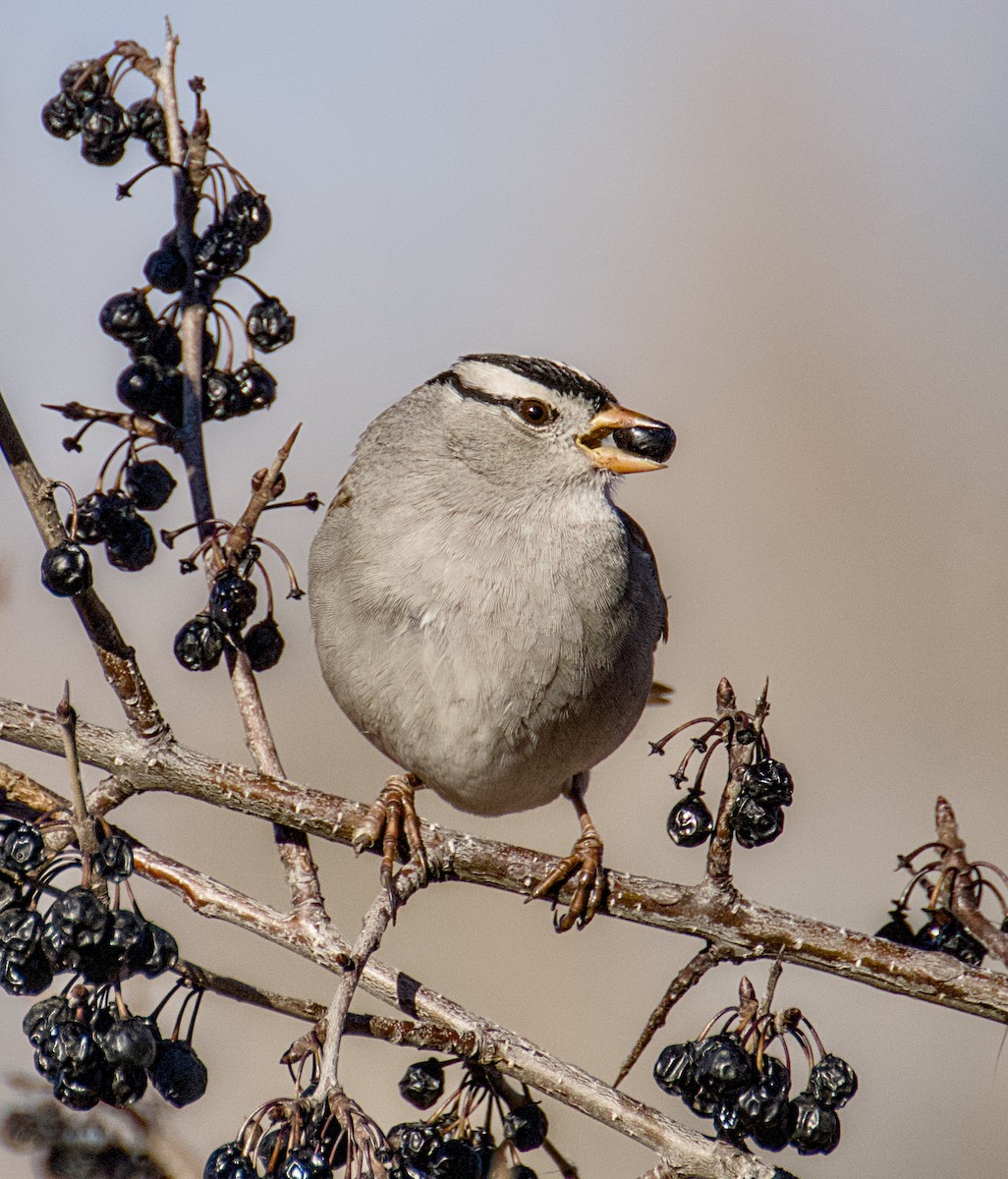strnadec bělopásý - ML646632899