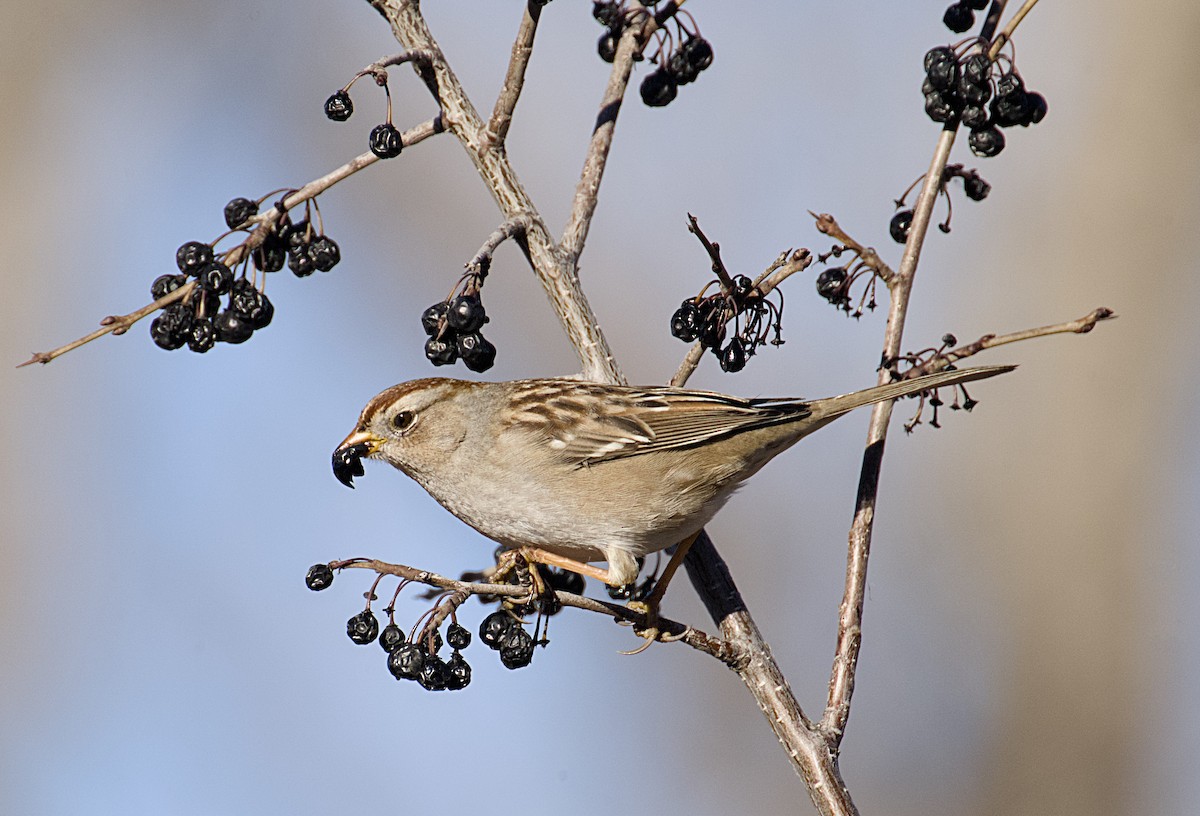 strnadec bělopásý - ML646632900