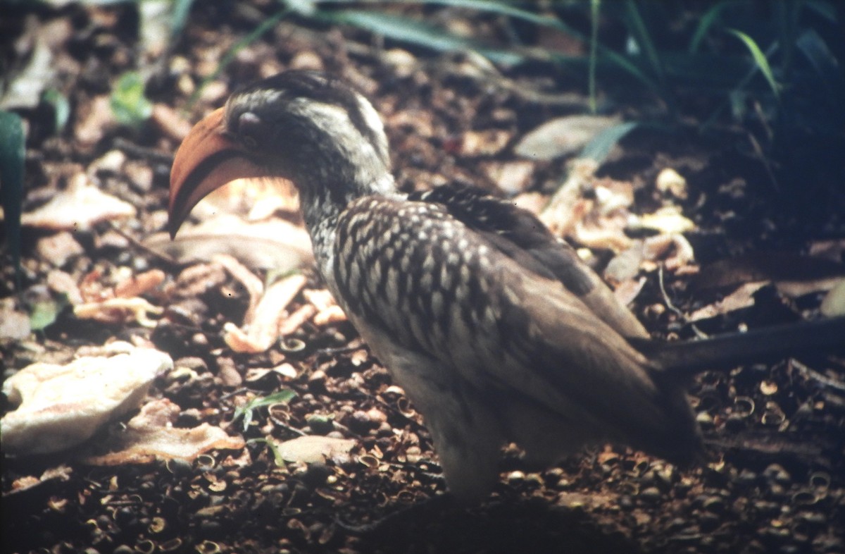 Southern Yellow-billed Hornbill - ML646632901