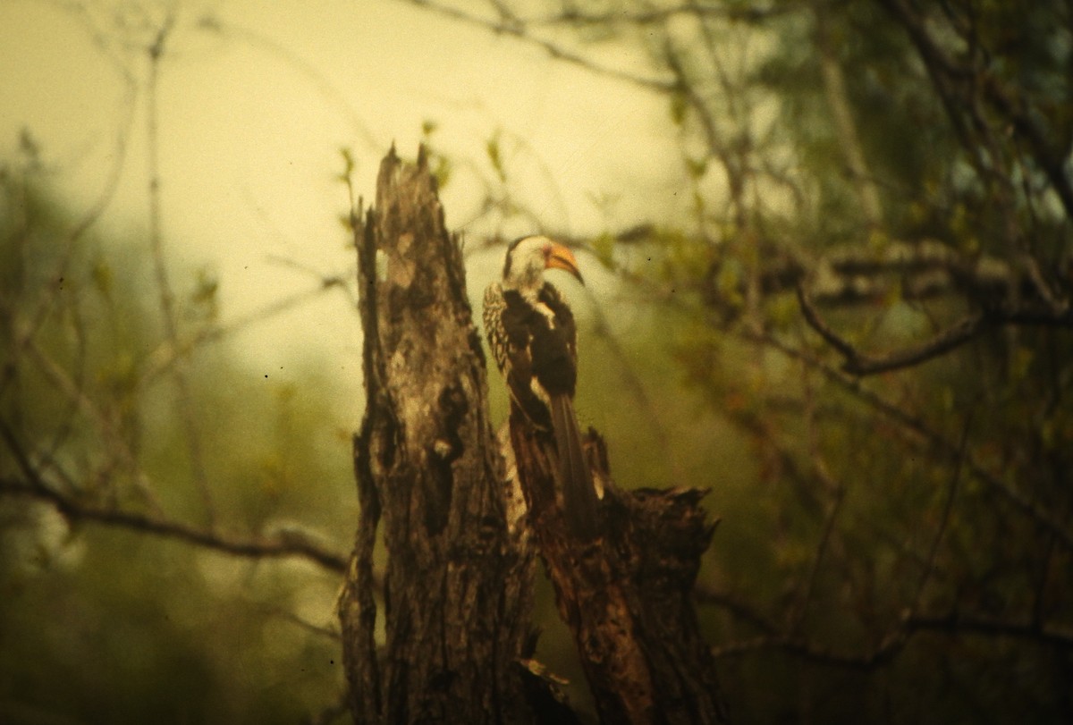 Southern Yellow-billed Hornbill - ML646632904