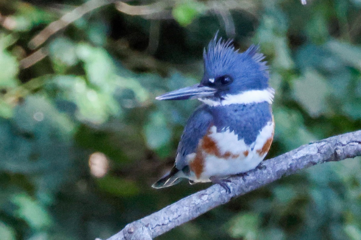 Belted Kingfisher - ML646632914
