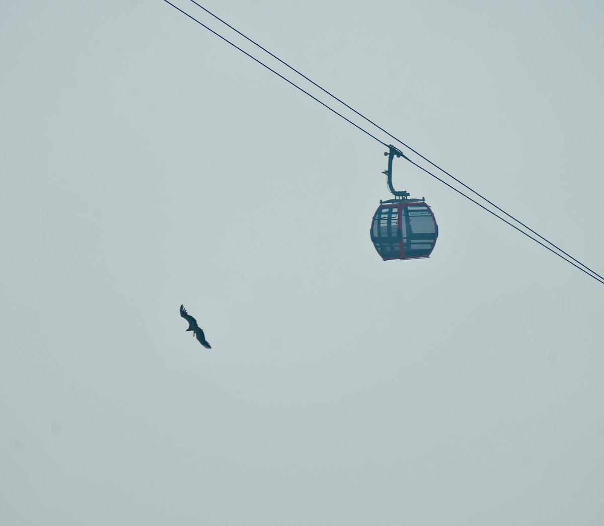 Indian Vulture - ML646632919