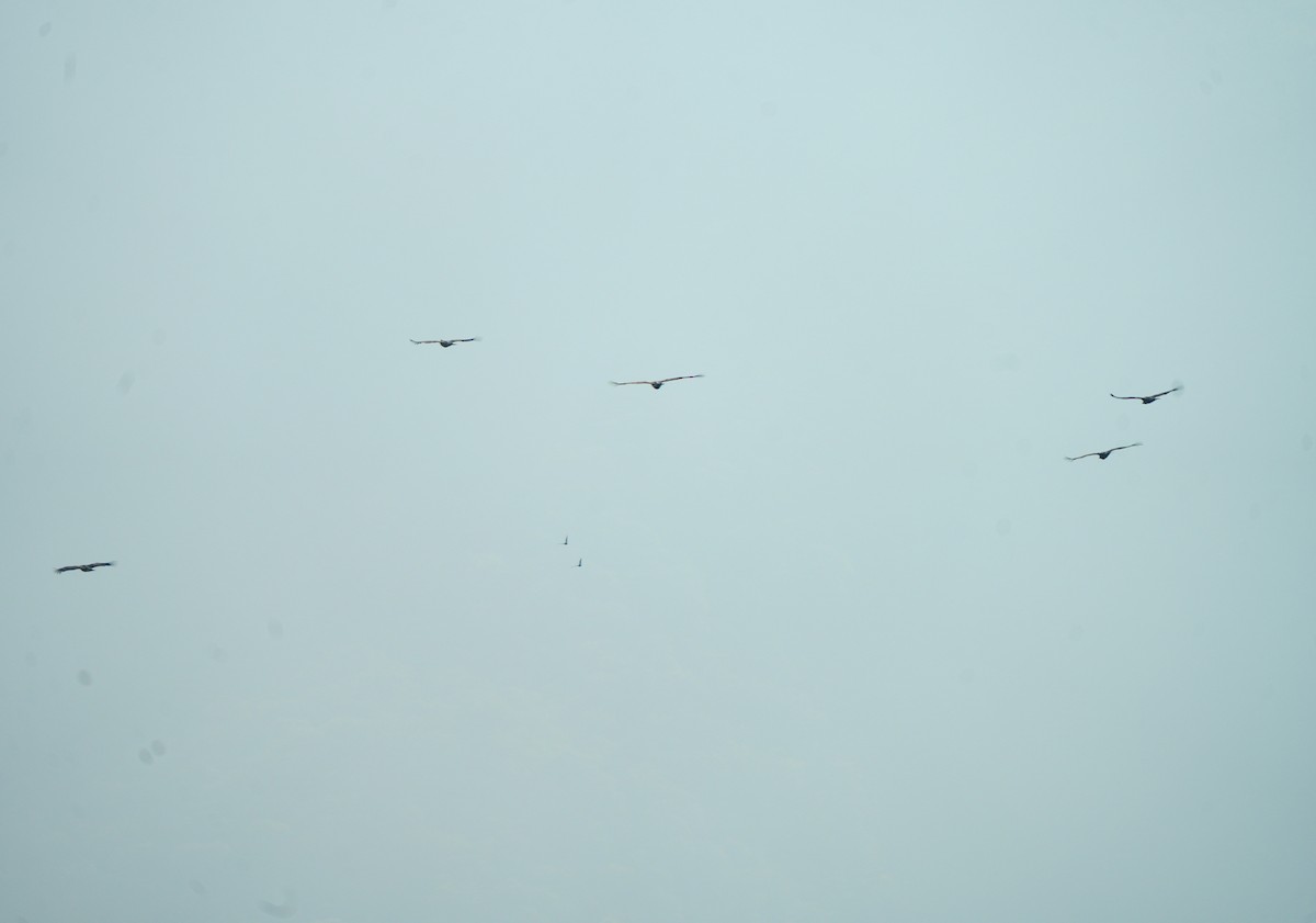 Indian Vulture - ML646632922