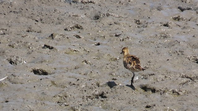 Сивка бурокрила - ML646632927