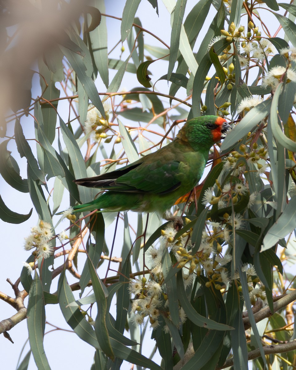 Little Lorikeet - ML646632928
