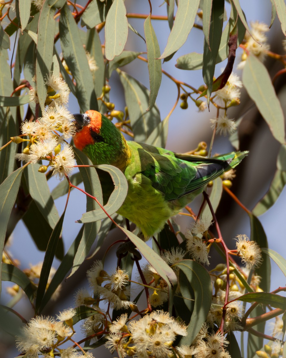 Little Lorikeet - ML646632929